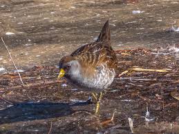 Image result for Porzana carolina