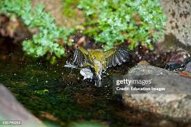 Image result for Vermivora peregrina