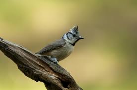 Attēlu rezultāti vaicājumam “Lophophanes cristatus”