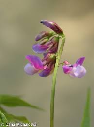 Attēlu rezultāti vaicājumam “Lathyrus vernus bud”