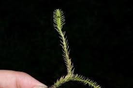 Attēlu rezultāti vaicājumam “Lycopodiella inundata”