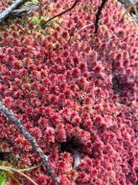 Attēlu rezultāti vaicājumam “Sphagnum capillifolium”
