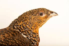 Attēlu rezultāti vaicājumam “Tetrao urogallus female”