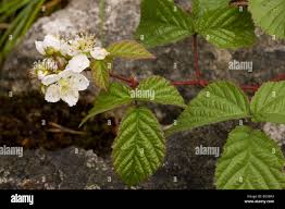 Attēlu rezultāti vaicājumam “Rubus caesius flower”