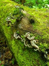 Attēlu rezultāti vaicājumam “Auricularia mesenterica”