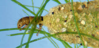 Attēlu rezultāti vaicājumam “Trichoptera egg mass”