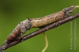 Attēlu rezultāti vaicājumam “Selenia dentaria imago”