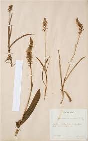 Attēlu rezultāti vaicājumam “Gymnadenia conopsea leaf”