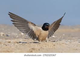 Attēlu rezultāti vaicājumam “Hirundo rustica adult”