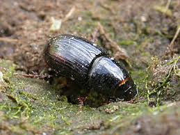 Attēlu rezultāti vaicājumam “Aphodius subterraneus”