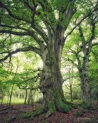 Attēlu rezultāti vaicājumam “Fagus sylvatica”