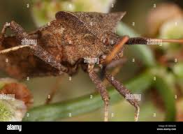 Attēlu rezultāti vaicājumam “Coreus marginatus imago”