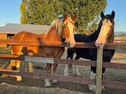 Image result for Braveheart Fencing