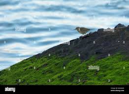 Attēlu rezultāti vaicājumam “Anthus petrosus adult”