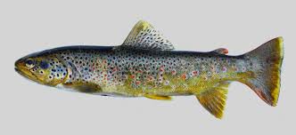 Image result for Salmo macrostigma