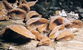 Attēlu rezultāti vaicājumam “Pucciniales”