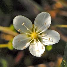 Attēlu rezultāti vaicājumam “Sagina nodosa flower”