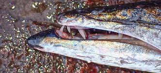 Image result for Sphyraena viridensis