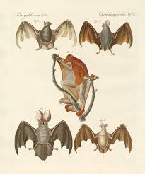 Attēlu rezultāti vaicājumam “Chiroptera”