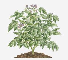 Attēlu rezultāti vaicājumam “Solanum tuberosum leaf”