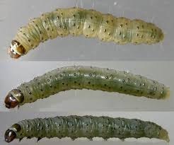 Attēlu rezultāti vaicājumam “Epinotia brunnichana”