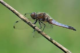 Attēlu rezultāti vaicājumam “Orthetrum cancellatum male”