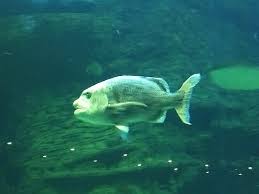 Image result for Cymatoceps nasutus