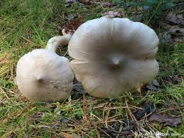 Attēlu rezultāti vaicājumam “Tricholoma sp.”