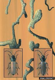 Attēlu rezultāti vaicājumam “Tetropium fuscum”