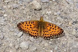 Attēlu rezultāti vaicājumam “Boloria titania”