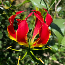 Attēlu rezultāti vaicājumam “Colchicaceae”