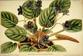 Image result for Saintpaulia ionantha Culitvar