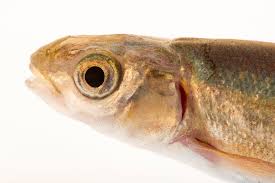 Image result for Mylopharodon conocephalus