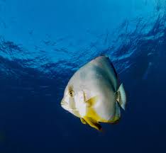 Image result for vissen