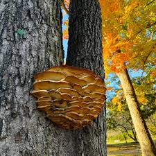 Attēlu rezultāti vaicājumam “Climacodon septentrionalis”