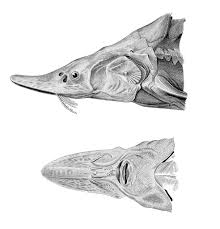 Image result for Huso brevirostrum