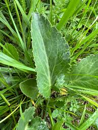 Attēlu rezultāti vaicājumam “Eryngium planum leaf”