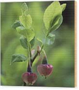 Attēlu rezultāti vaicājumam “Vaccinium myrtillus flower”