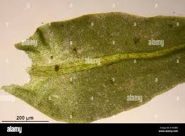 Attēlu rezultāti vaicājumam “Anomodon attenuatus”