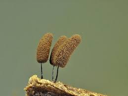 Attēlu rezultāti vaicājumam “Stemonitopsis hyperopta macro”