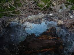 Attēlu rezultāti vaicājumam “Byssocorticium atrovirens”