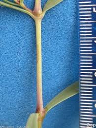 Attēlu rezultāti vaicājumam “Gypsophila fastigiata bud”