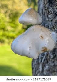 Attēlu rezultāti vaicājumam “Amaurochaete atra young”