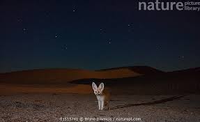 Attēlu rezultāti vaicājumam “Vulpes zerda”