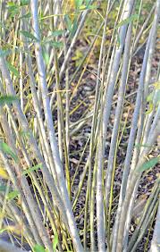 Attēlu rezultāti vaicājumam “Cribraria purpurea stalked”