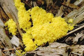 Attēlu rezultāti vaicājumam “Physaraceae”