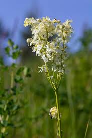 Image result for Filipendula vulgaris