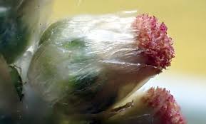 Attēlu rezultāti vaicājumam “Physarum luteolum sessile”