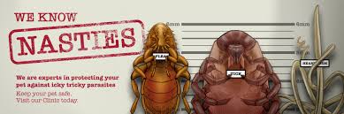 「海老沢和生 妄想代理人」の画像検索結果