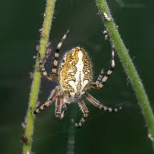 Attēlu rezultāti vaicājumam “Aculepeira ceropegia”